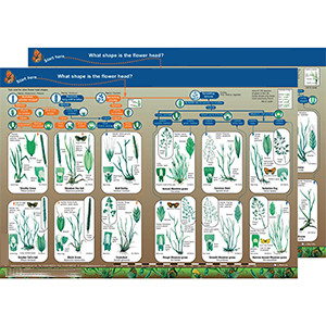Key to Identifying Common Grasses